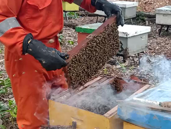 Petugas mengangkat frame lebah saat proses panen madu
