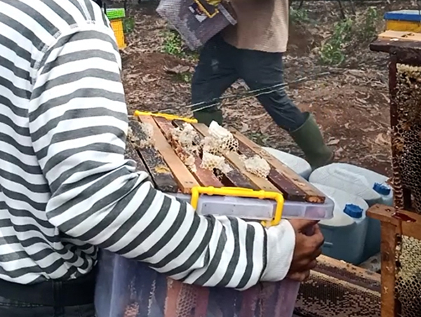 Frame madu dikumpulkan dalam proses panen