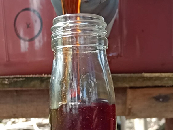 Madu hasil panen dituangkan ke dalam botol kaca