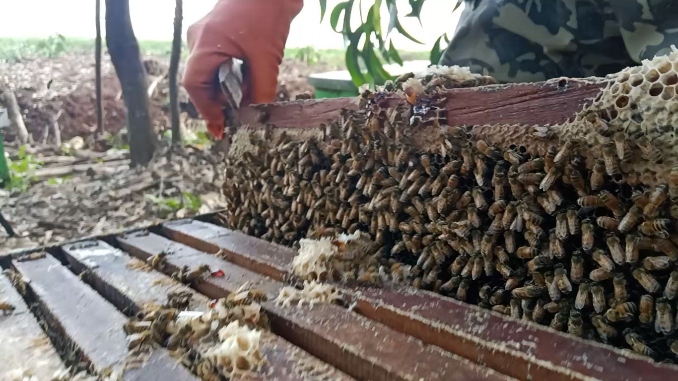 Lebah aktif pada frame sarang di area panen