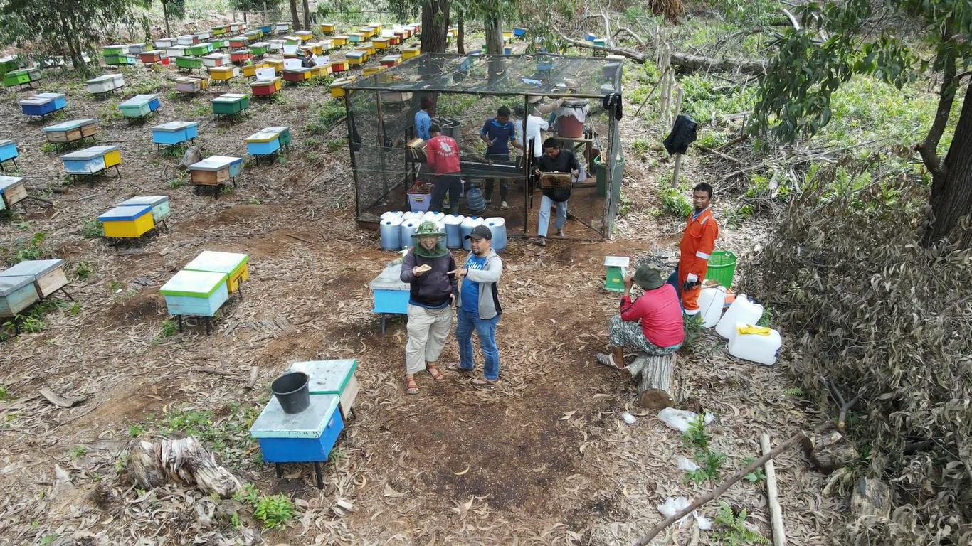 Area kotak lebah AbeeQ di lokasi hutan